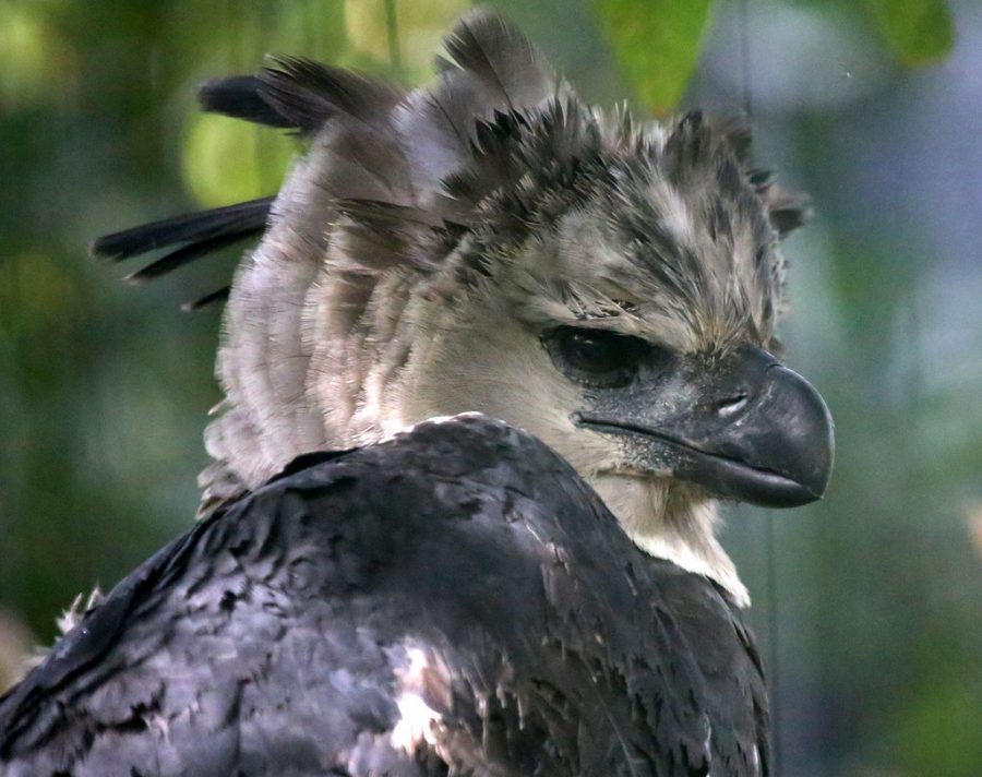 Harpy Eagle