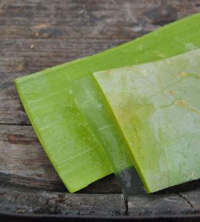 1280px-Aloe_vera_leaf_showing_the_gel_(1)