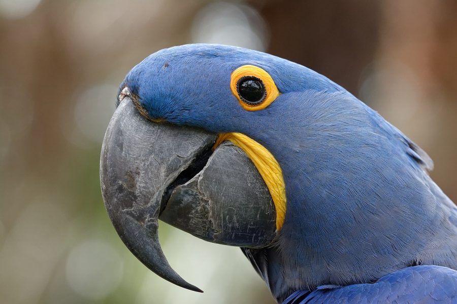 Hyacinth Macaw