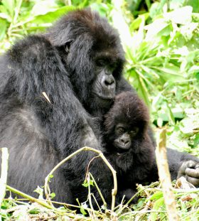 Mountain Gorillas