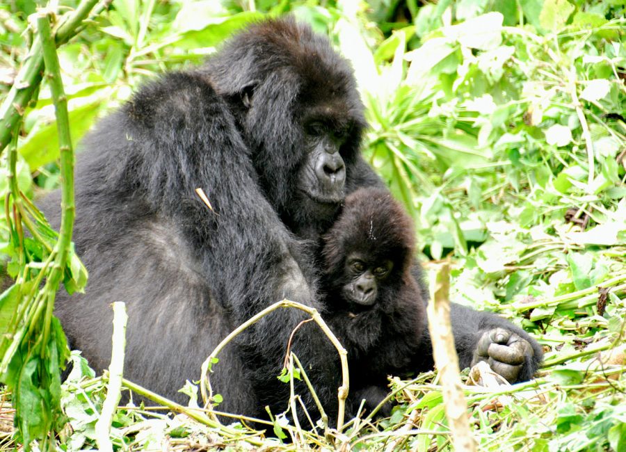 Mountain Gorillas