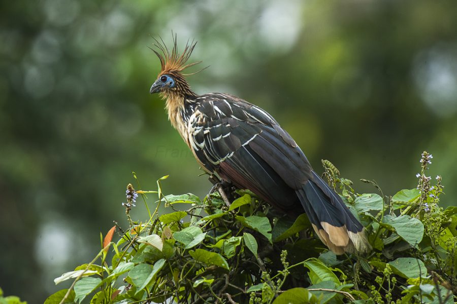 Hoatzin