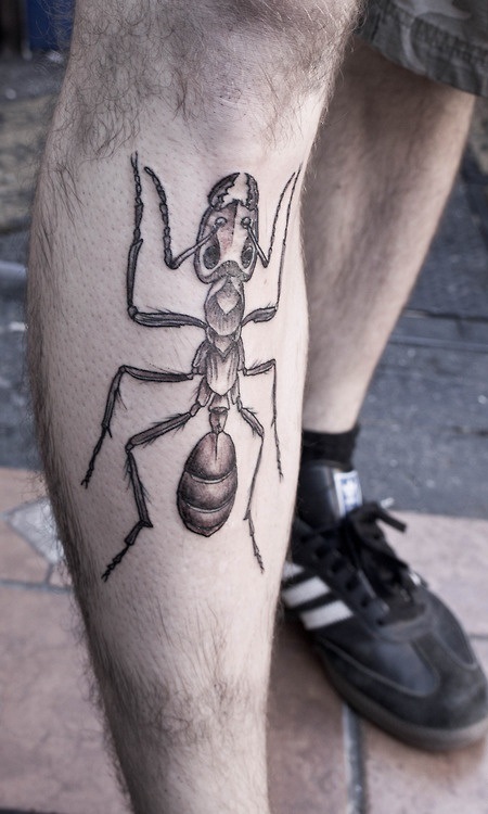 big ant tattoo on leg by M-X-M