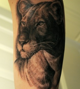 Serious lovely lion tattoo on leg