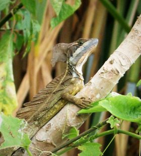 Jesus Lizard