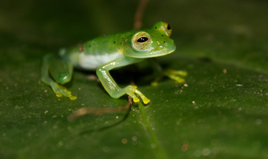 Glass Frog