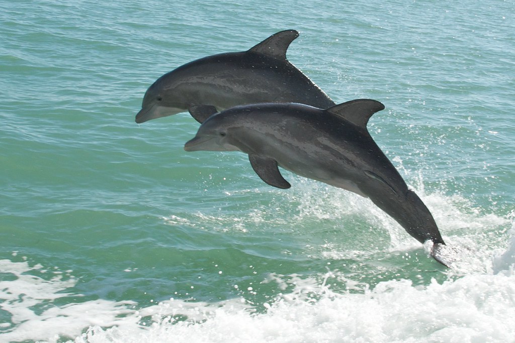 two dolphins together