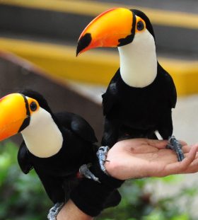 Toco Toucan