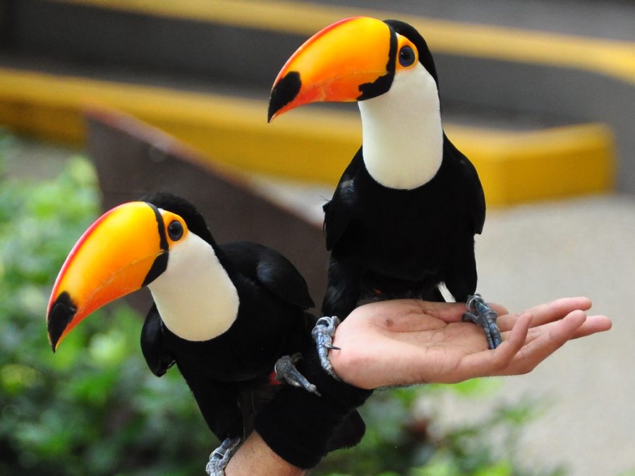 Toco Toucan