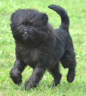 Affenpinscher