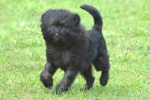 Affenpinscher