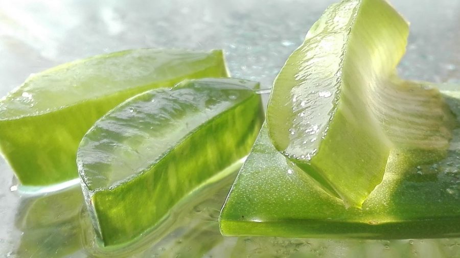 Aloe Vera Leaf Aloe Cut Aloe Leaf Aloe Vera