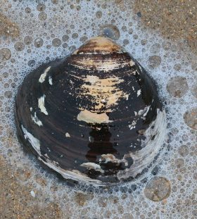 Ocean Quahog