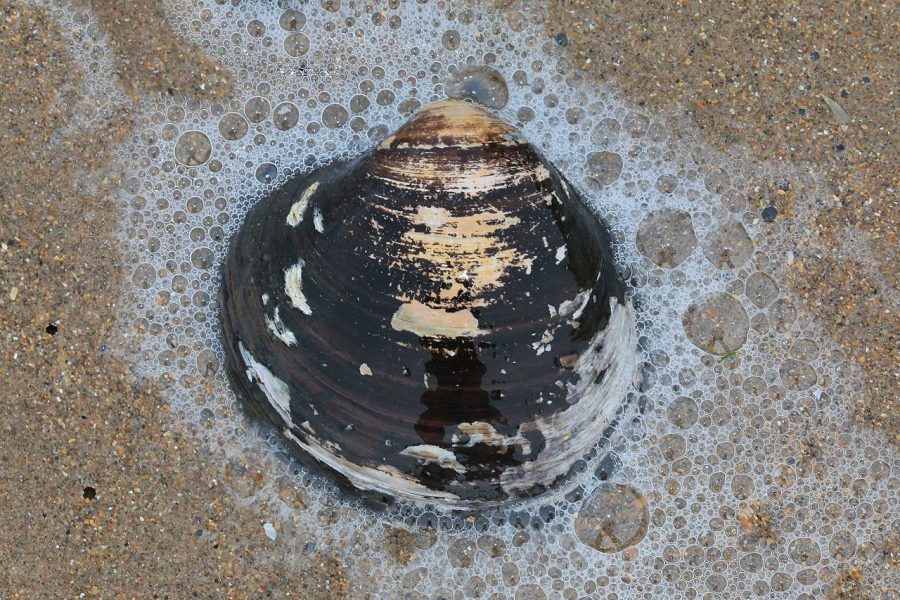 Ocean Quahog