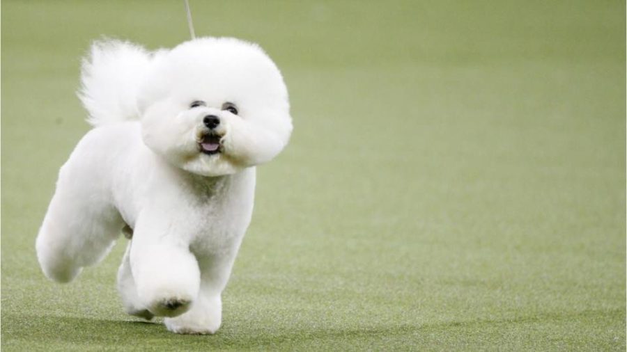 Bichon Frise