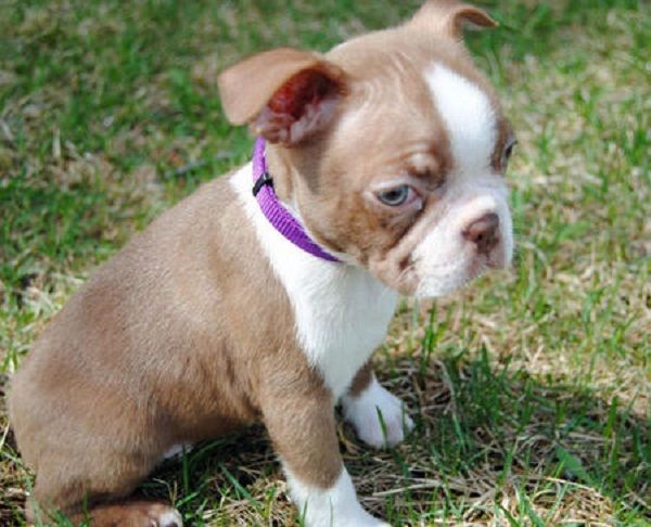 Boston Terrier