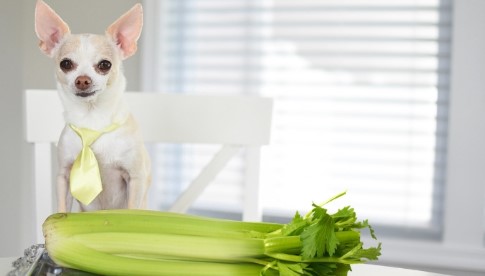 Can Dogs Eat Celery