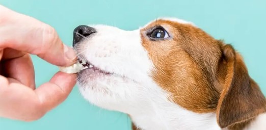 Can Dogs Eat Cottage Cheese