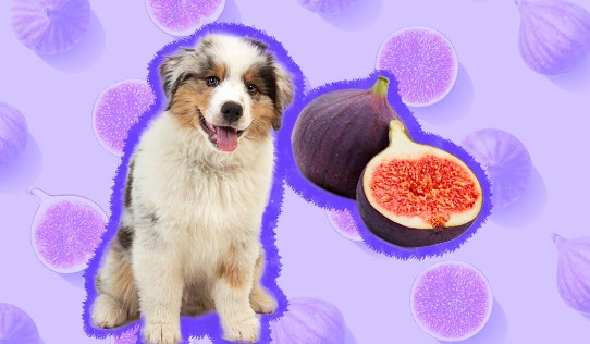 Can Dogs Eat Figs