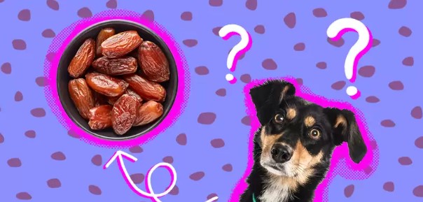 Can Dogs Have Dates