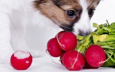 Can Dogs Have Radishes