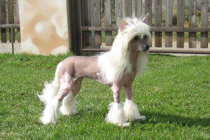 Chinese Crested