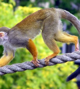 Squirrel Monkey