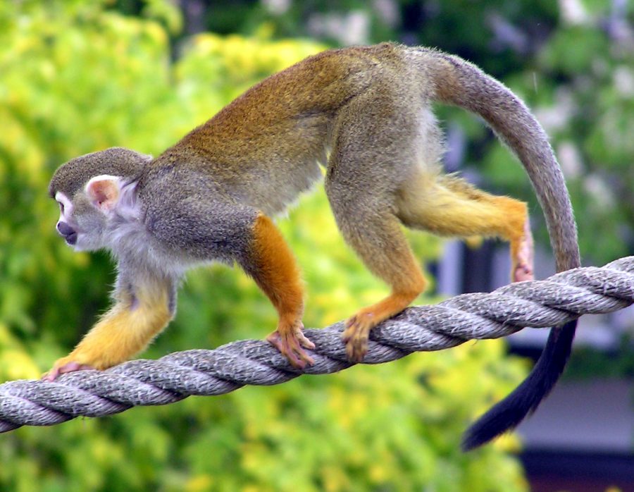 Squirrel Monkey