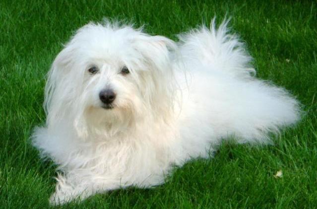 Coton de Tulear