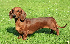 Dachshund