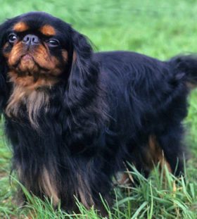 English Toy Spaniel