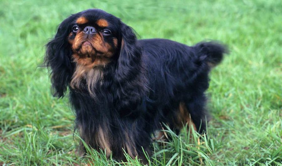 English Toy Spaniel