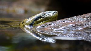 Green Anaconda