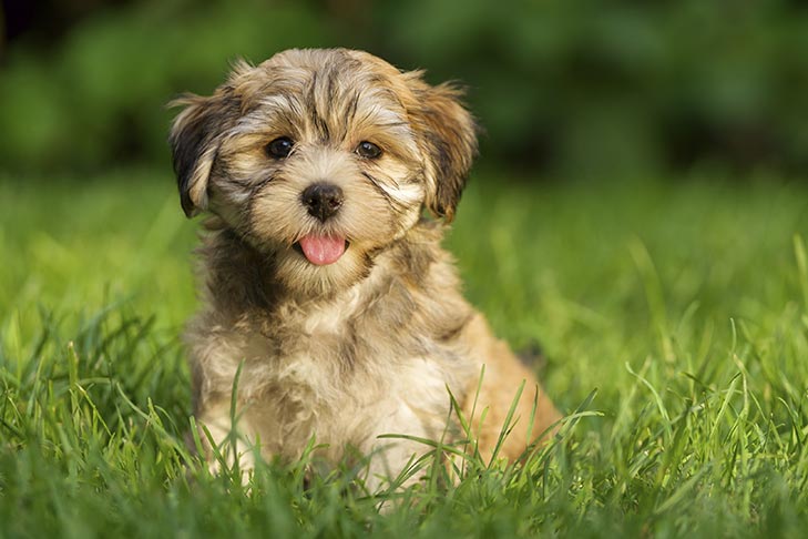 Havanese