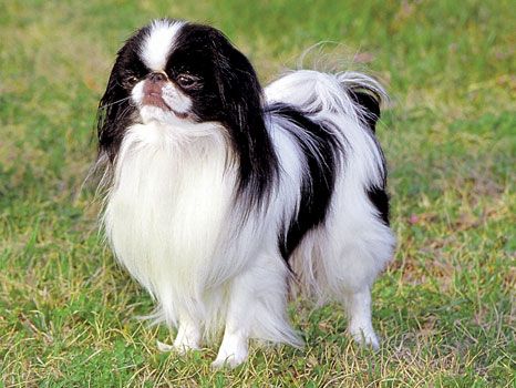 Japanese Chin