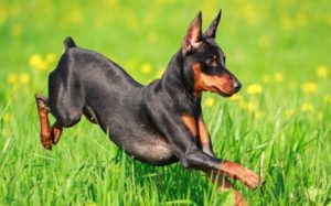 Miniature Pinscher