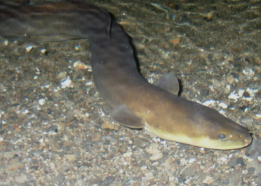 Longfin Eel