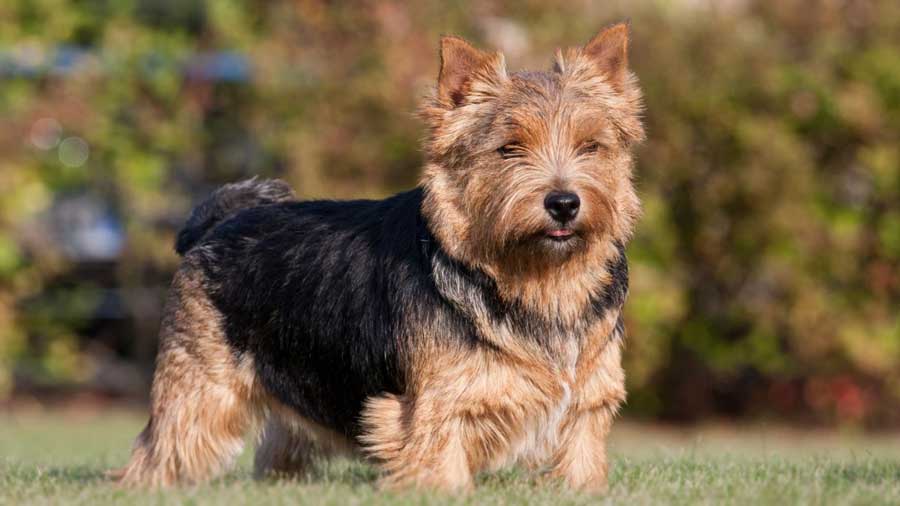 Norwich Terrier