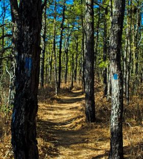 Pine Barrens in New Jersey