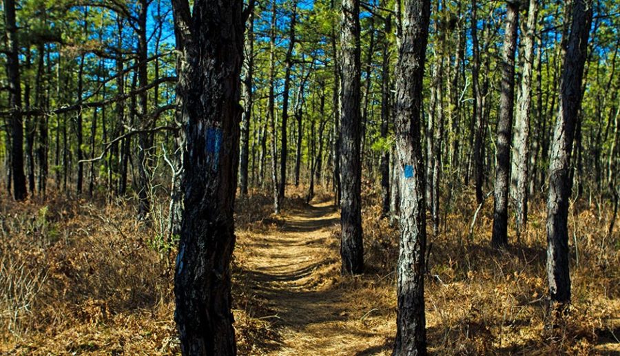 Pine Barrens in New Jersey