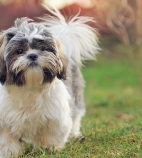 Shih Tzu