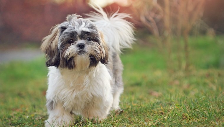 Shih Tzu