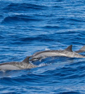 Dolphins together