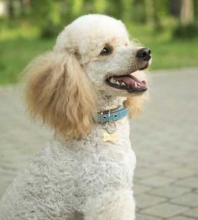 Toy Poodle