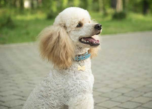 Toy Poodle