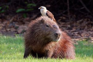 Capybara - Amazon rainforest animals