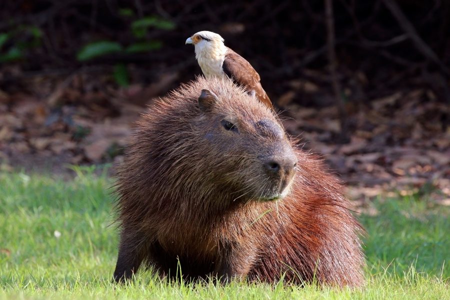 Capybara