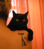 Thin Black Cat Tattoo on Shoulder