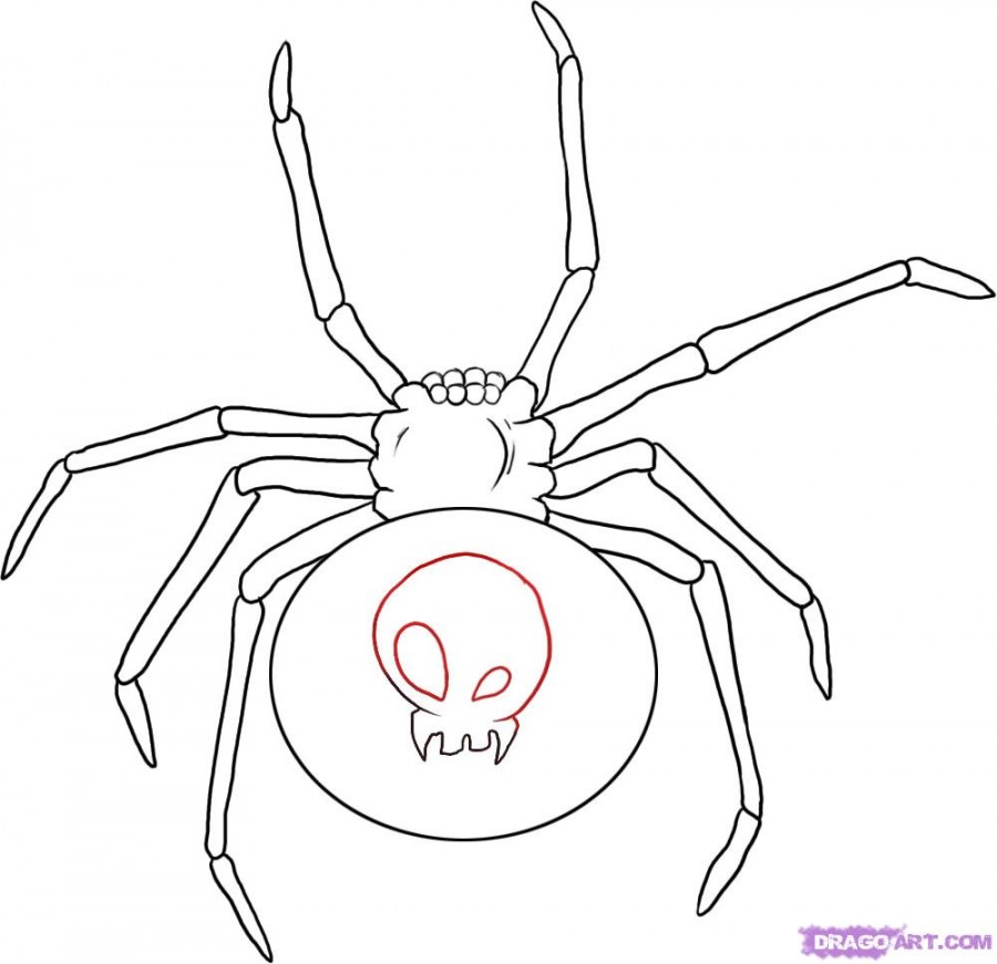 Drawing Black Widow Spider tattoos Design Images