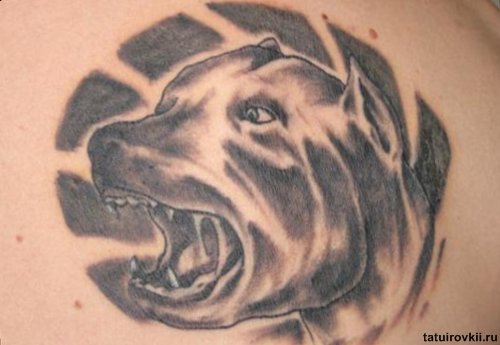 American Pitbull Dog Tattoo